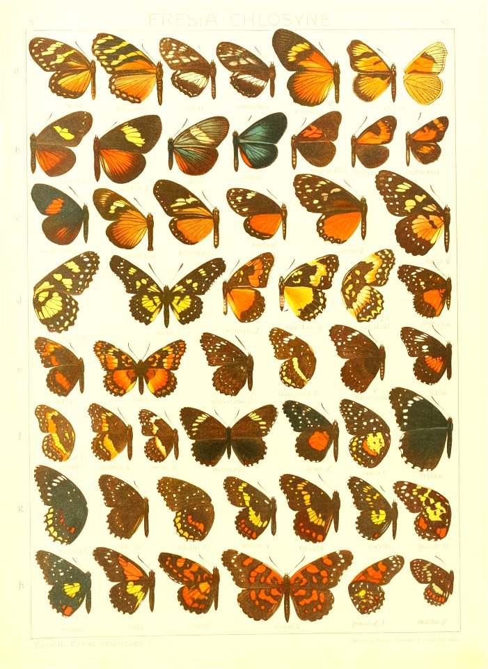 Macrolepidoptera15seit 0191