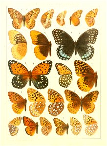 Macrolepidoptera15seit 0179