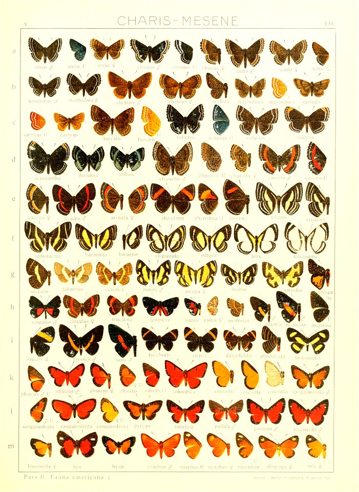 Macrolepidoptera15seit 0295