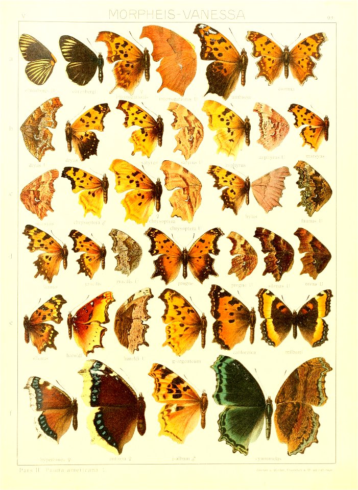 Macrolepidoptera15seit 0195