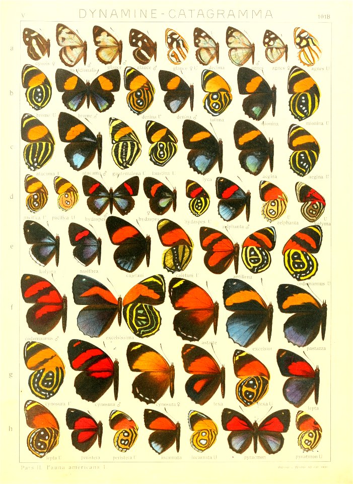 Macrolepidoptera15seit 0215