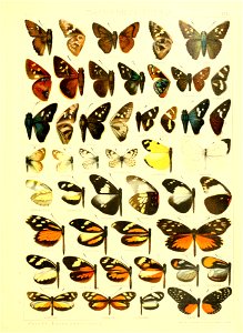 Macrolepidoptera15seit 0411