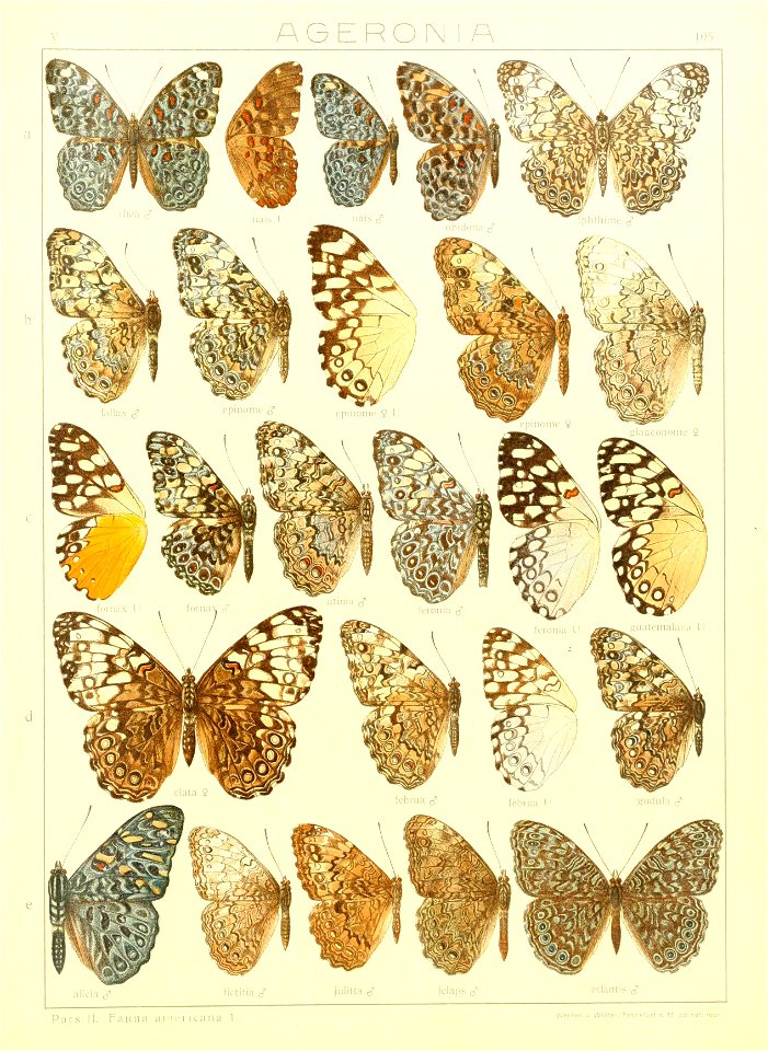 Macrolepidoptera15seit 0227