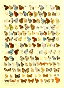 Macrolepidoptera15seit 0315