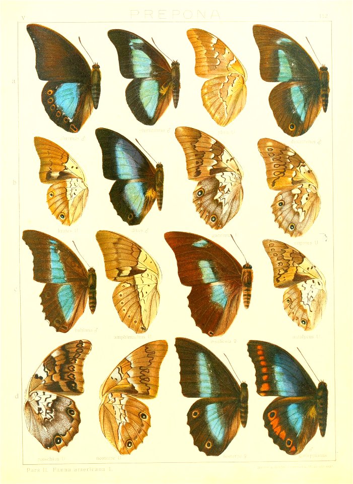 Macrolepidoptera15seit 0243
