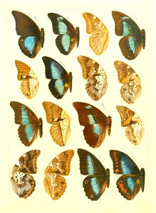 Macrolepidoptera15seit 0243