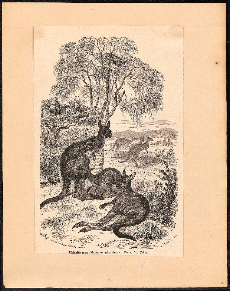 Macropus giganteus - 1700-1880 - Print - Iconographia Zoologica - Special Collections University of Amsterdam - UBA01 IZ20300013