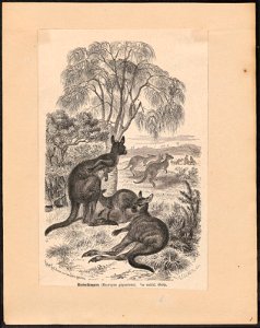 Macropus giganteus - 1700-1880 - Print - Iconographia Zoologica - Special Collections University of Amsterdam - UBA01 IZ20300013