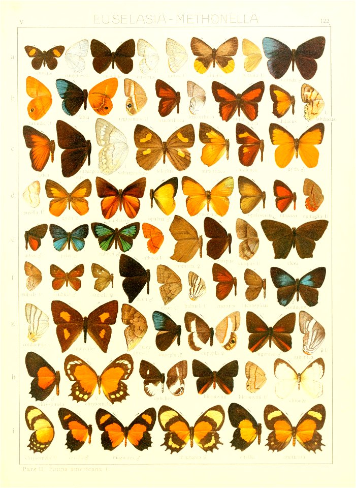 Macrolepidoptera15seit 0271
