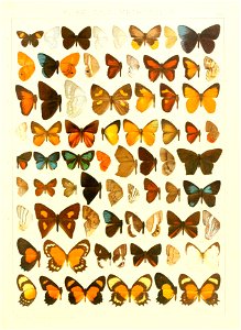 Macrolepidoptera15seit 0271