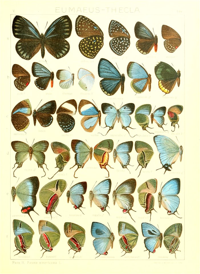 Macrolepidoptera15seit 0319