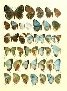 Macrolepidoptera15seit 0319