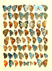 Macrolepidoptera15seit 0323