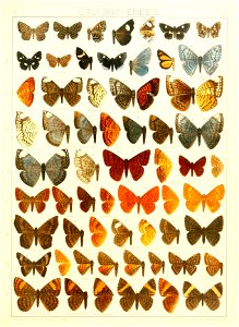 Macrolepidoptera15seit 0299