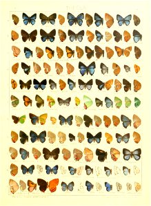 Macrolepidoptera15seit 0343