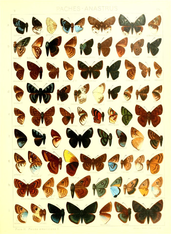 Macrolepidoptera15seit 0375