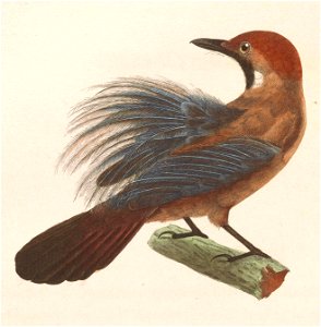 Macronous ptilosus 1838