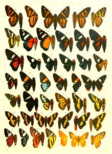 Macrolepidoptera15seit 0355