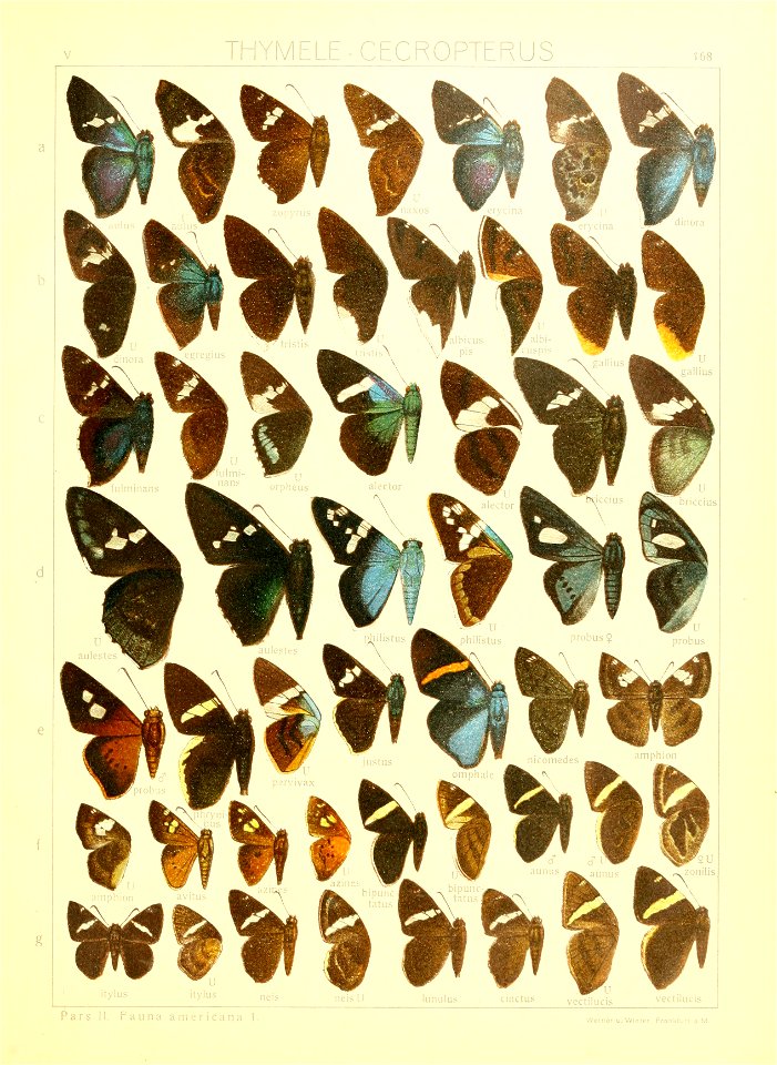 Macrolepidoptera15seit 0363