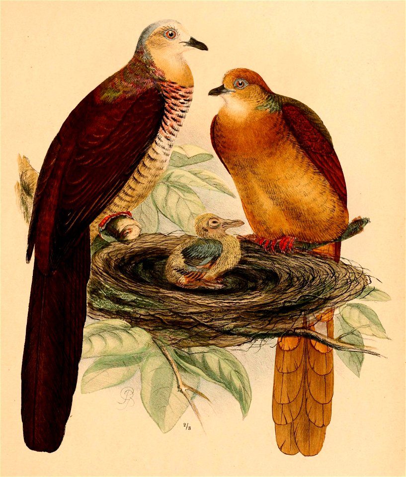 Macropygia amboinensis albicapilla 1898