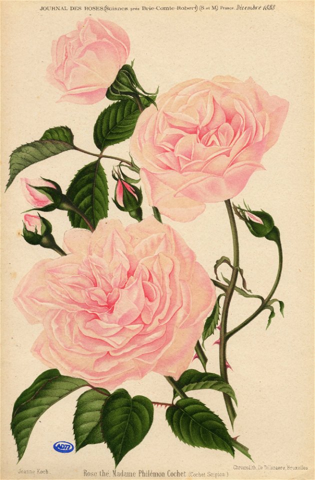 Madame Philémon Cochet 1887
