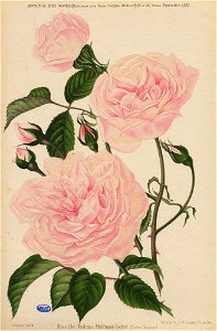 Madame Philémon Cochet 1887