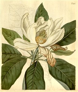 Magnolia × thompsoniana
