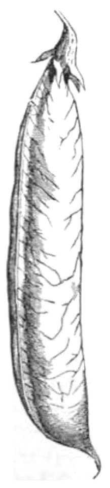 Magasin d'Éducation et de Récréation, Tome XIII, 1901 (page 48a crop)