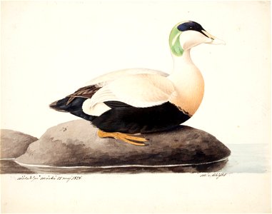 Magnus von Wright - Common Eider, Male - A II 1022-16 - Finnish National Gallery