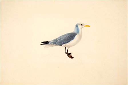 Magnus von Wright - Kittiwake - A II 1022-26 - Finnish National Gallery