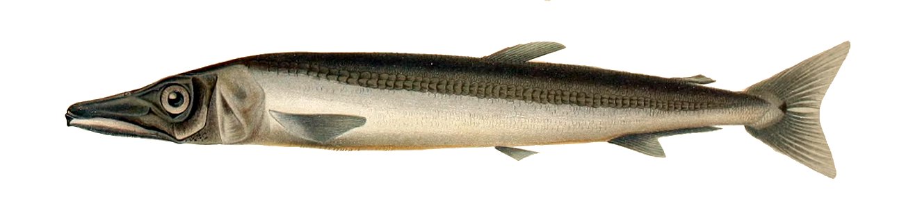 Magnisudis atlantica