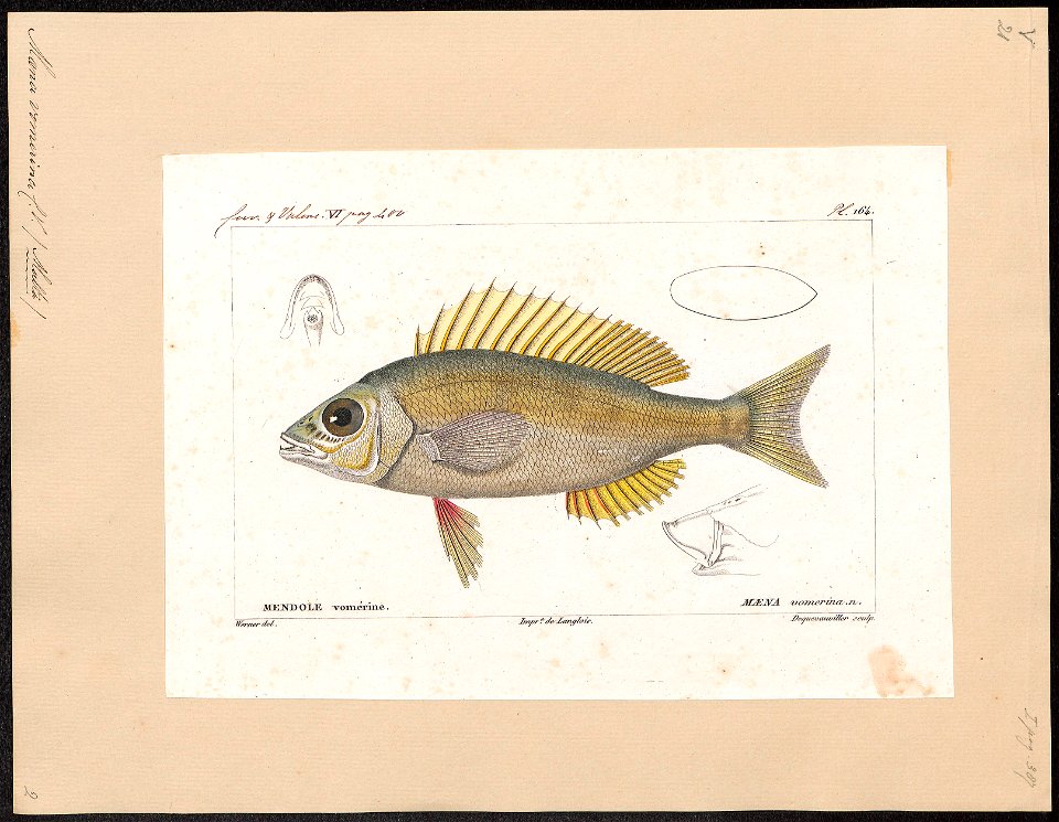 Maena vomerina - 1828-1849 - Print - Iconographia Zoologica - Special Collections University of Amsterdam - UBA01 IZ13000279