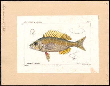 Maena vomerina - 1828-1849 - Print - Iconographia Zoologica - Special Collections University of Amsterdam - UBA01 IZ13000279