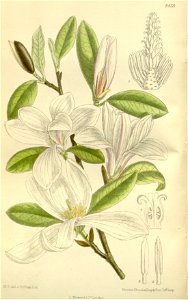 Magnolia kobus 138-8428