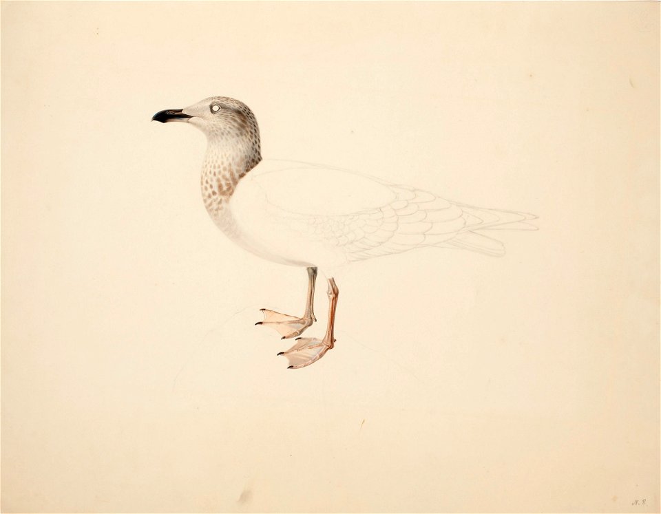 Magnus von Wright - Young European Herring Gull , unfinished - A II 1022-8 - Finnish National Gallery