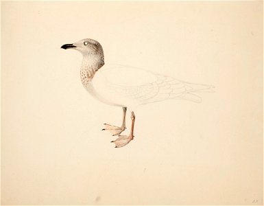Magnus von Wright - Young European Herring Gull , unfinished - A II 1022-8 - Finnish National Gallery