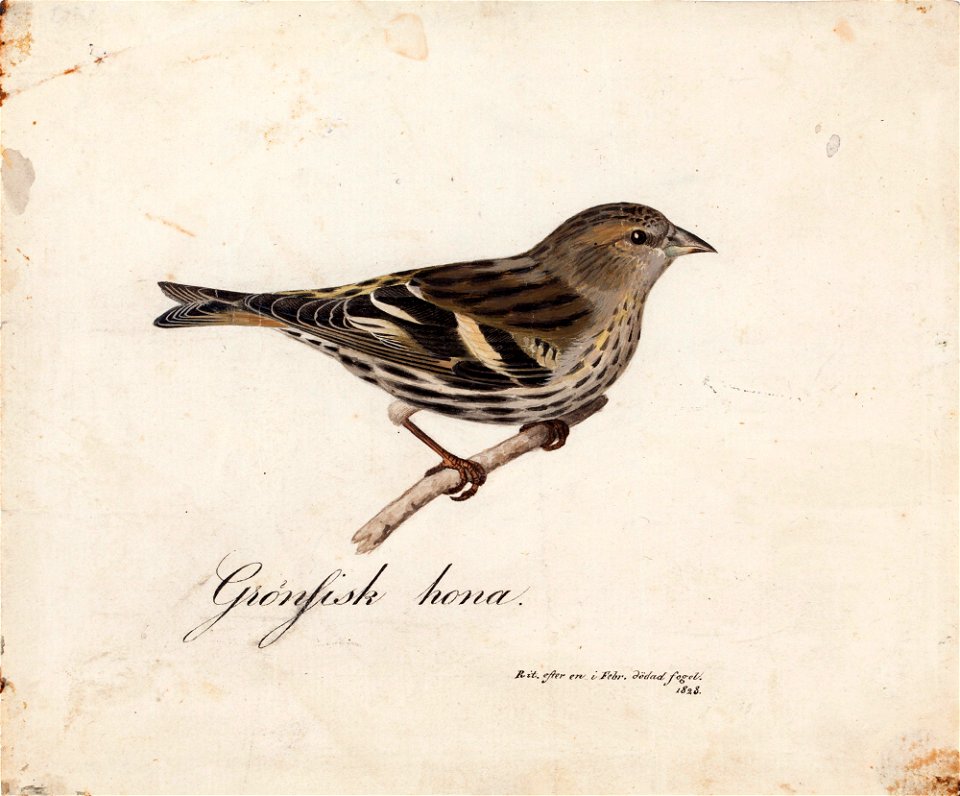 Magnus von Wright - Eurasian Siskin, Female - A IV 3400 - Finnish National Gallery