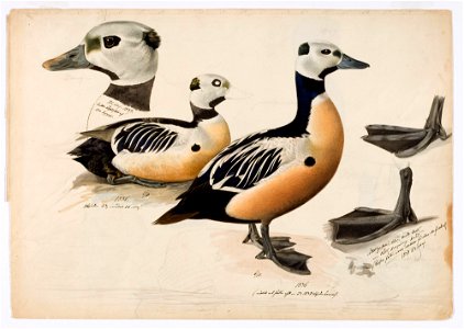 Magnus von Wright - Steller's Eider, Male - A II 1022-23 - Finnish National Gallery