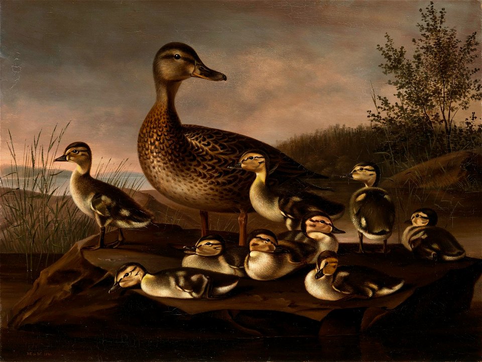 Magnus von Wright - Mallard Ducklings - A-2002-629 - Finnish National Gallery