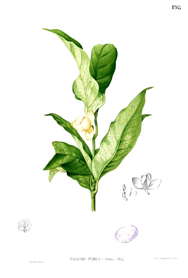 Magnolia liliifera Blanco1.198