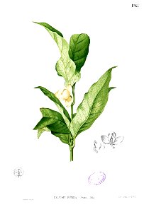 Magnolia liliifera Blanco1.198