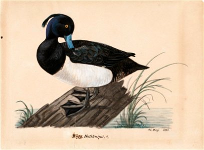 Magnus von Wright - Tufted Duck - A-2002-631 - Finnish National Gallery