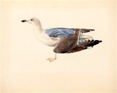 Magnus von Wright - European Herring Gull - A II 1022-18 - Finnish National Gallery