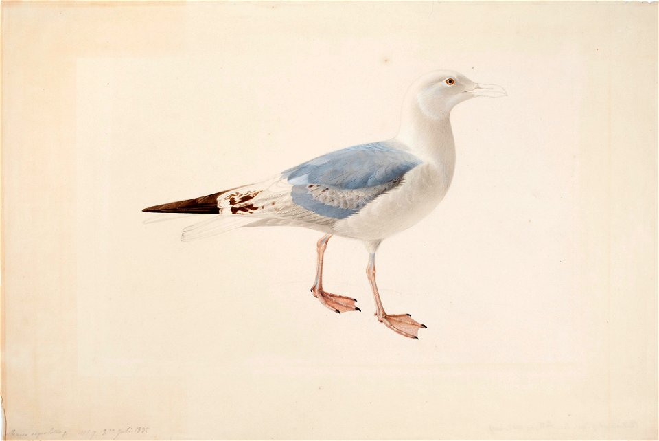 Magnus von Wright - European Herring Gull - A II 1022-20 - Finnish National Gallery