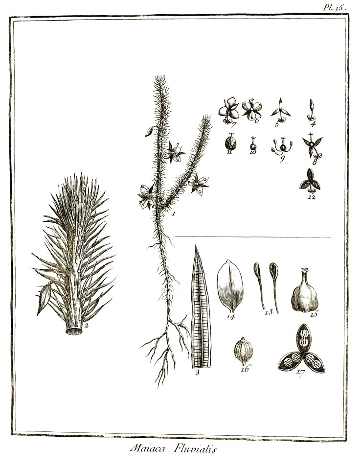 Maiaca fluviatilis Aublet 1775 pl 15