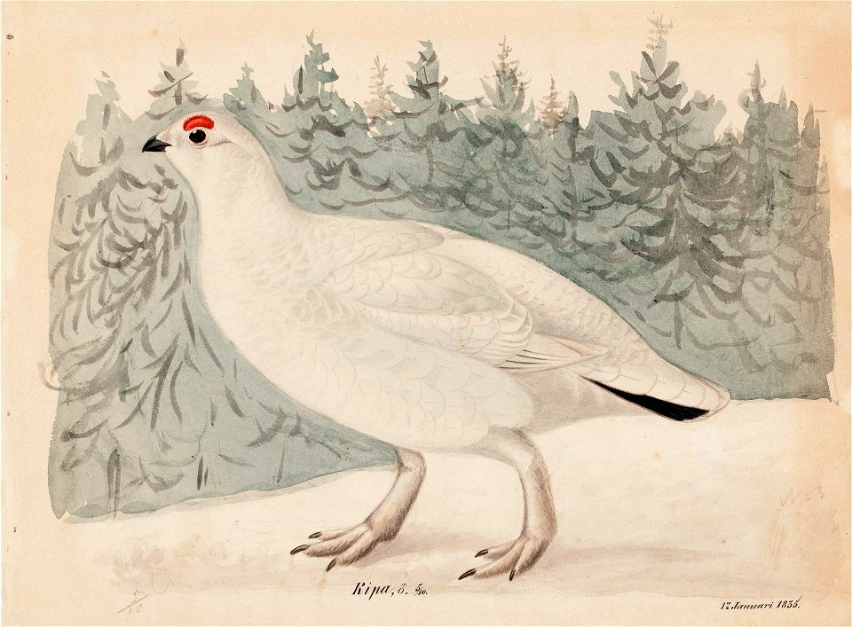 Magnus von Wright - Willow Ptarmigan - A-2002-634 - Finnish National Gallery