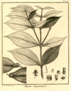 Maieta guianensis Aublet 1775 pl 176