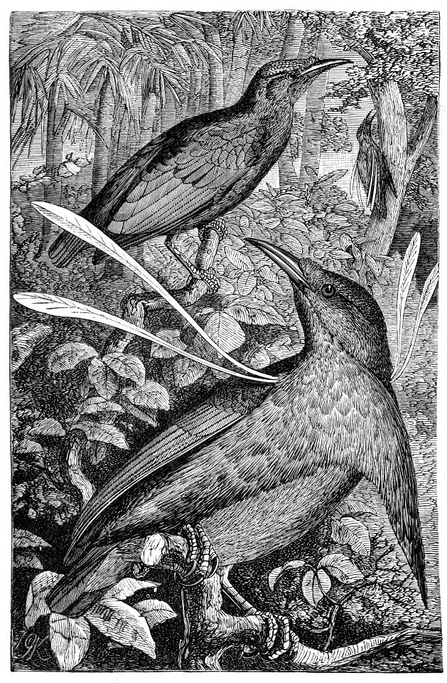 Malay Archipelago Wallace's Standardwing