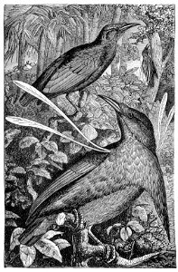 Malay Archipelago Wallace's Standardwing