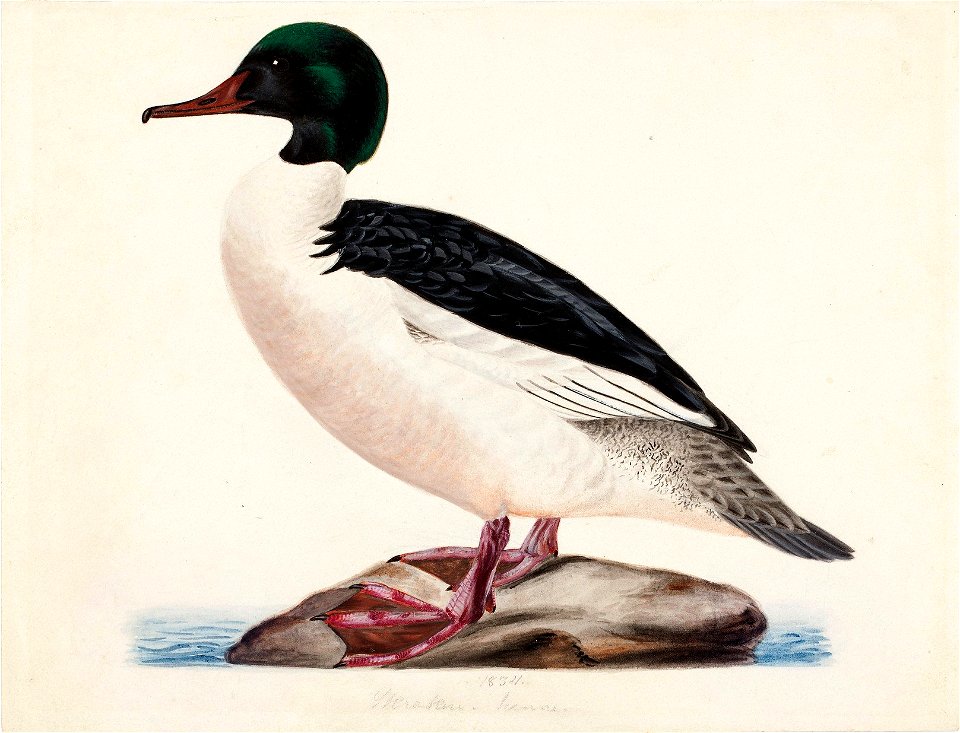 Magnus von Wright - Goosander, Male - A-2002-661 - Finnish National Gallery